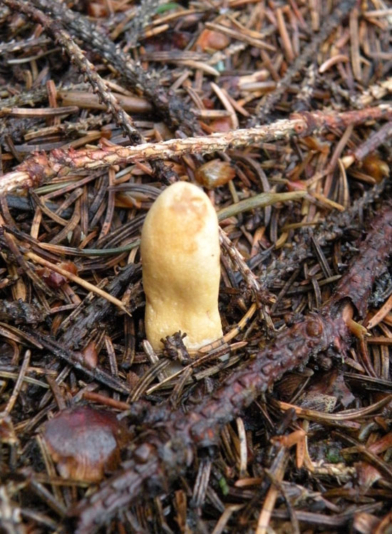 Clavariadelphus ligula?